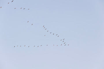 Obraz premium High Flying Flock Of Seagulls Larus In Sky