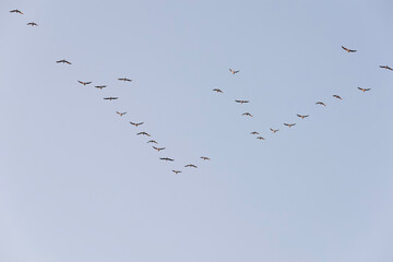 High Flying Flock Of Seagulls Larus In Sky