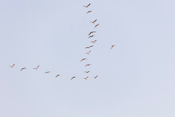 High Flying Flock Of Seagulls Larus In Sky