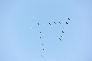High Flying Flock Of Seagulls Larus In Sky