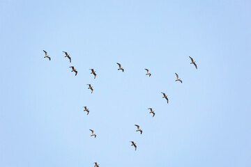 High Flying Flock Of Seagulls Larus In Sky