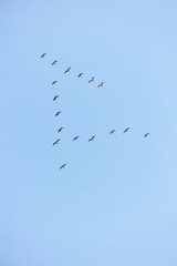 High Flying Flock Of Seagulls Larus In Sky