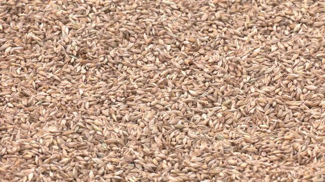 Barley grain. Barley is a major cereal grain, a member of the grass family. The view from the top. Natural oat grains background, closeup
