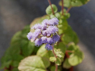 Ageratum