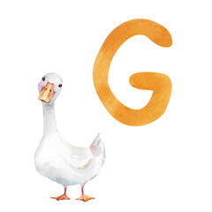 Orange english letter G with cartoon goose hand drawn watercolor illustration isolated on white. Pastel farm poultry clip art for children's games, learning, reading, kids alphabet design, abc cards © Eva Kleinman