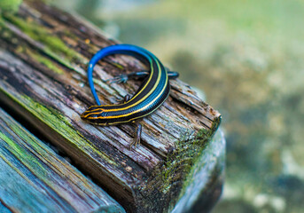 尻尾の青いトカゲ