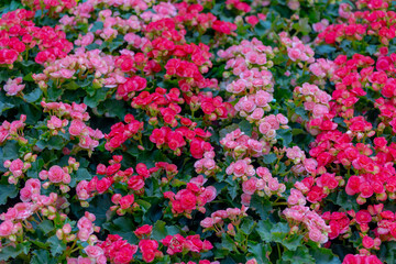 Selective focus of multicolour flowers Elatior Begonia in the garden, The Elatior or Reiger begonia is an hybrid species of flowering plant in the family Begoniaceae, Natural floral pattern background