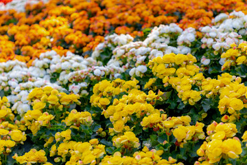 Selective focus of multicolour flowers Elatior Begonia in the garden, The Elatior or Reiger begonia is an hybrid species of flowering plant in the family Begoniaceae, Natural floral pattern background