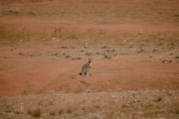 One single kangaroo sitting in the red sand outdoor at daytime in Flinders Ranges in the Australian outback with space for text.