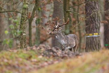 Daniel (Dama dama), fallow deer
