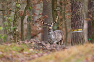 Daniel (Dama dama), fallow deer