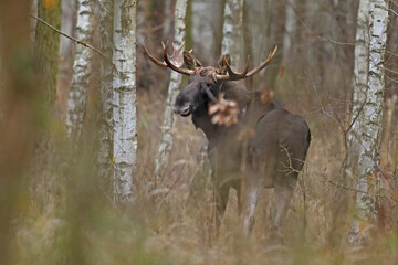 Łoś (Alces alces) moose