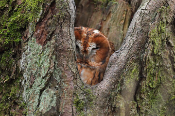 Puszczyk, (Strix aluco), tawny owl