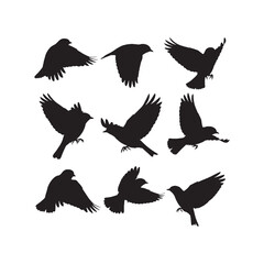 Obraz premium Flying Eastern Bluebird Silhouettes Collection,Flying Eastern Bluebird Silhouettes,Vector Eastern Bluebird Silhouettes,Bird in Flight Silhouettes,eastern bluebird vector