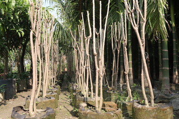 frangipani flower plant on farm © CMYK MAKER