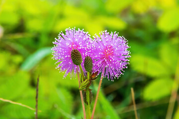 Obraz premium Two vibrant pink Mimosa pudica flowers blooming against a soft, bright green background