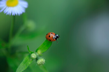 Red ladybug sitting on plant