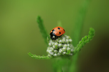 Red ladybug sitting on plant