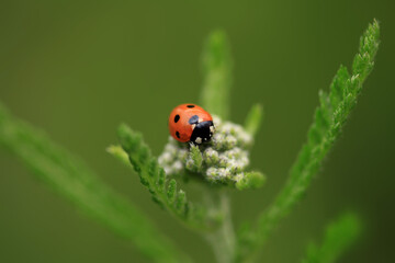 Red ladybug sitting on plant