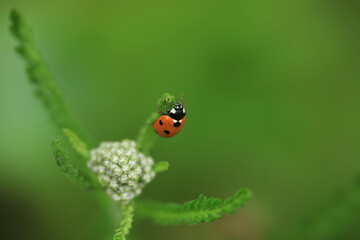 Red ladybug sitting on plant