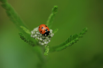 Red ladybug sitting on plant
