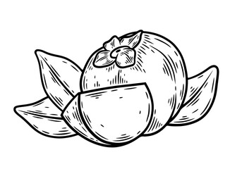 Hand drawn persimmon, monochrome engraving, line art style vector illustration isolated on white background	