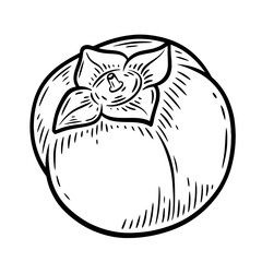 Hand drawn persimmon, monochrome engraving, line art style vector illustration isolated on white background	