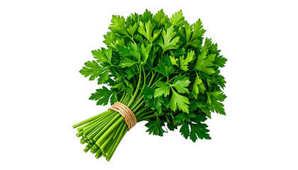A fresh bunch of vibrant green leafy parsley tied with twine, isolated on black