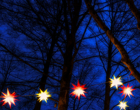 autumn trees in the night