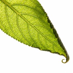 green leaf isolated
