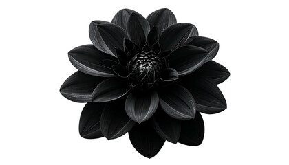 A grayscale image showcases a fully bloomed flower with layers of petals against a black background