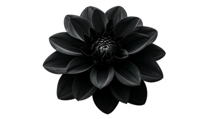 A grayscale image showcases a fully bloomed flower with layers of petals against a black background