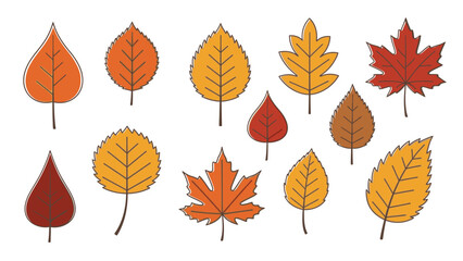 Obraz premium Isolated colorful collection of natural autumn maple and oak leaves vector set