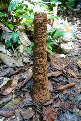 Termite mound in the Amazon rainforest of Cuyabeno Reserve