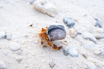 Hermit crab on a white sand beach in Maupiti, French Polynesia