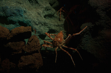 A spider crab in deep water.