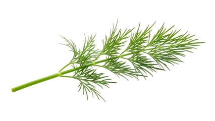 Fresh dill frond on white background isolated on transparent background
