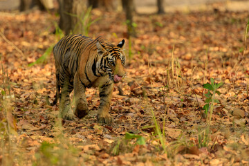 Bengal tiger in Bandhavgarh, India