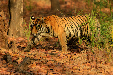 Bengal tiger in the grass