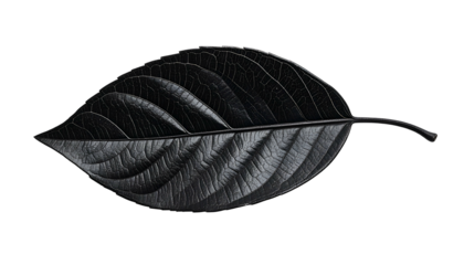 Single black leaf with detailed veins, isolated on a black background, high contrast