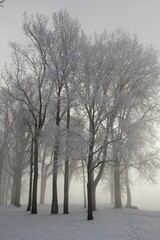 Frost-covered Trees in Misty Winter Landscape