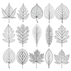 Assortment of fifteen detailed hand-drawn leaf illustrations