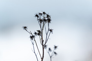 Frozen dried plant silhouette against pale winter sky in December