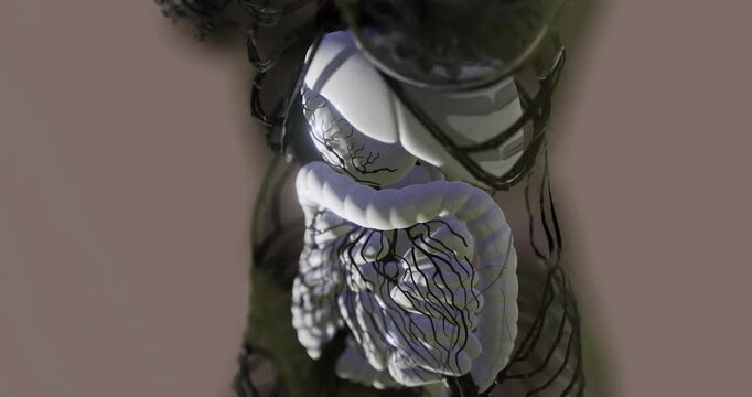 This visual representation shows the intricate anatomy of the human digestive system, highlighting various organs and their connections within the body.