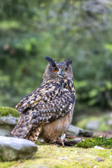 Eurasian eagle owl is looking at the camera. Portrait in wildlife. Vertically. 