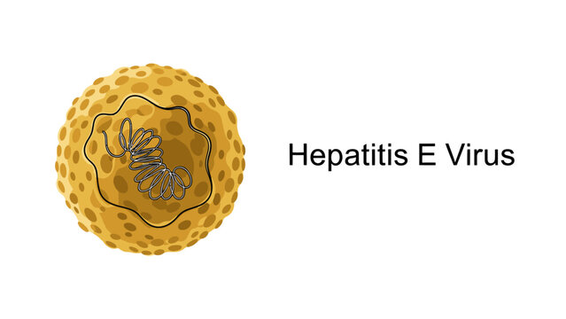 Illustration of a structural representation of the Hepatitis E Virus (HEV), the cause of Hepatitis E disease which is transmitted through the fecal-oral route.