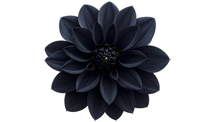 A striking top-down close-up of a perfectly symmetrical, deep black dahlia on a black backdrop