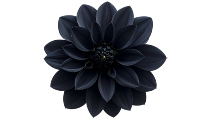 A striking top-down close-up of a perfectly symmetrical, deep black dahlia on a black backdrop