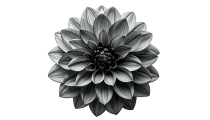 Close-up of a perfectly symmetrical, monochrome dahlia flower, isolated on a black background