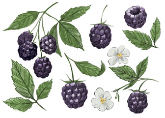 Blackberry set of hand-drawn illustrations, pencil drawing